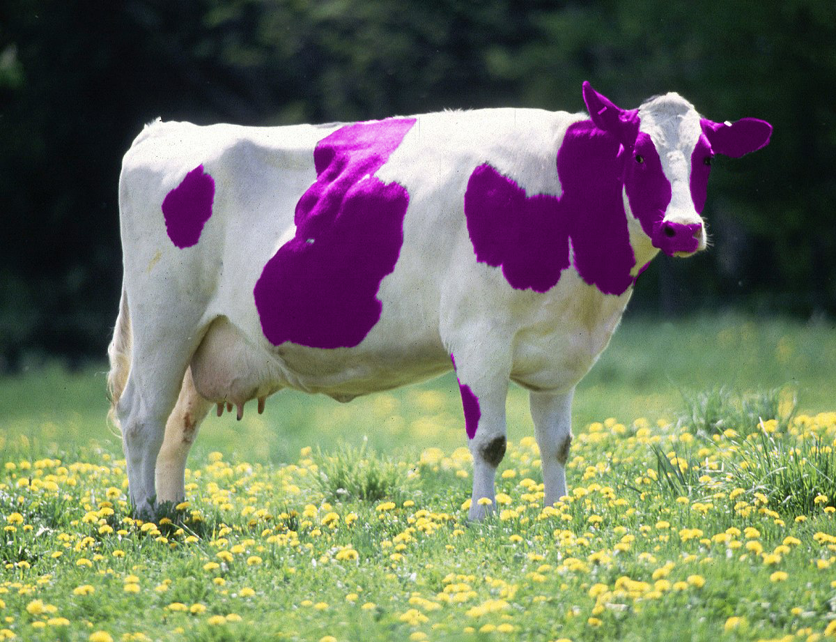 Vaca Roxa